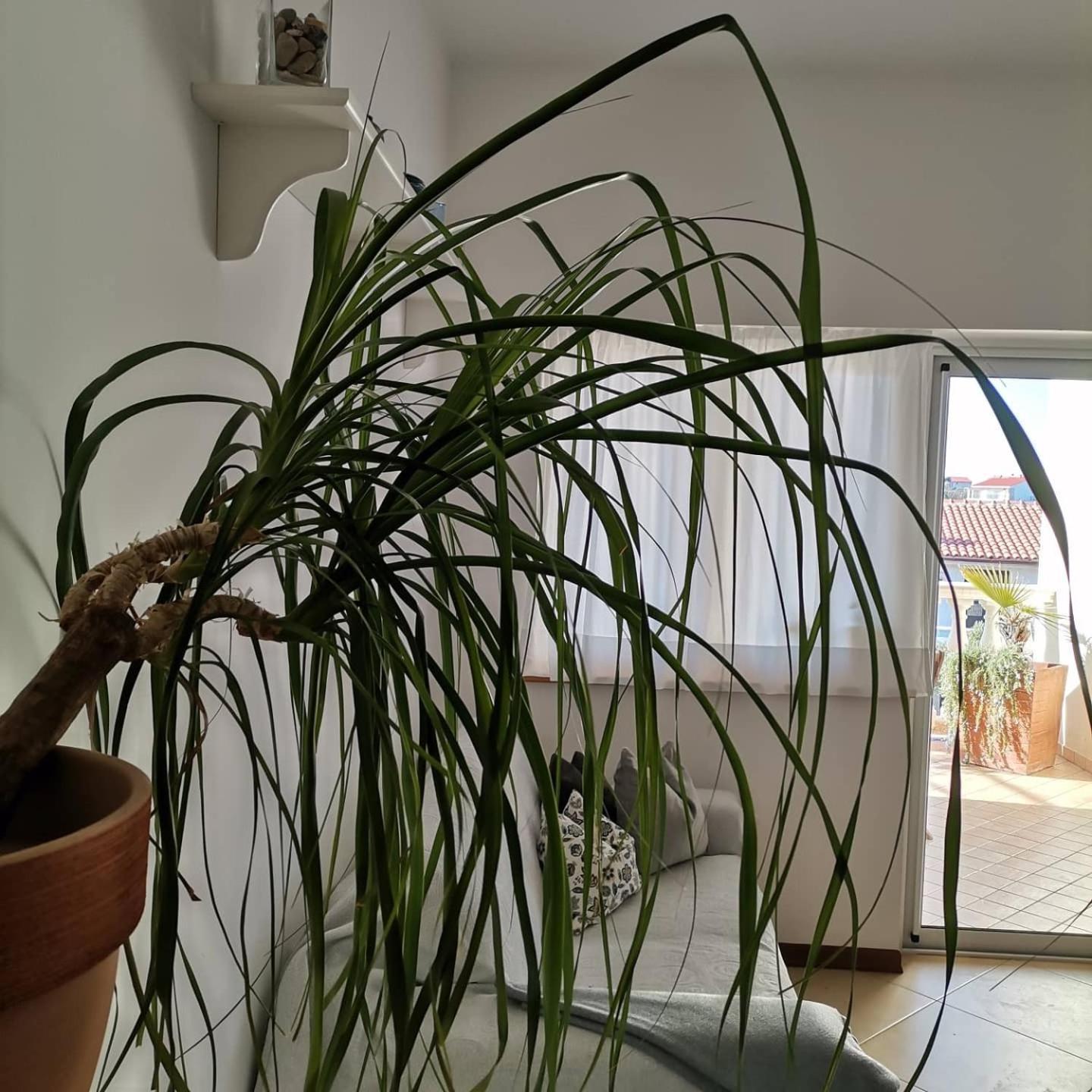 Apartment Terrace