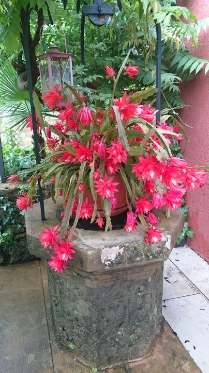 Studio with Garden View,873793817:JPEG