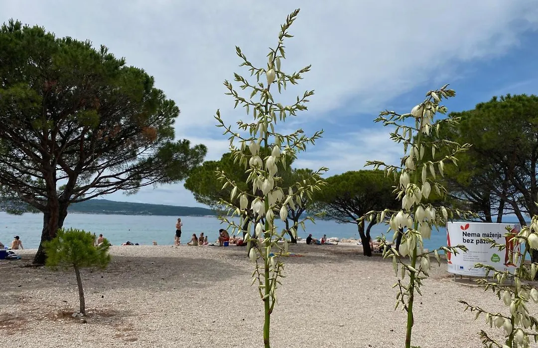 Family Apartments Vesna- 100 M Beach -Center Crikvenica-1