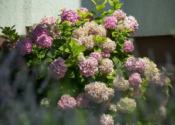 Apartments Renata Banjol